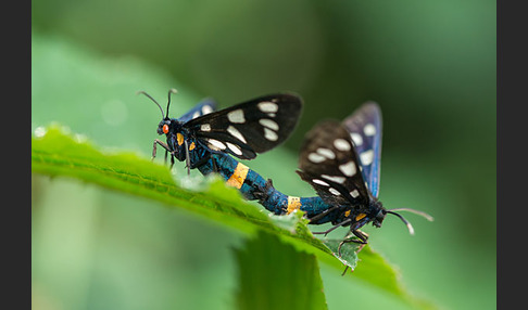 Weißfleckwidderchen (Syntomis phegea)