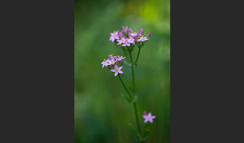 Echtes Tausendgüldenkraut (Centaurium erythraea)