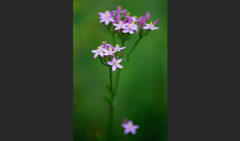 Echtes Tausendgüldenkraut (Centaurium erythraea)