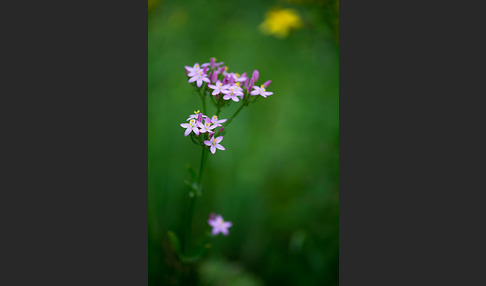 Echtes Tausendgüldenkraut (Centaurium erythraea)