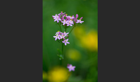 Echtes Tausendgüldenkraut (Centaurium erythraea)