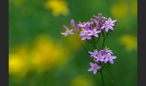 Echtes Tausendgüldenkraut (Centaurium erythraea)