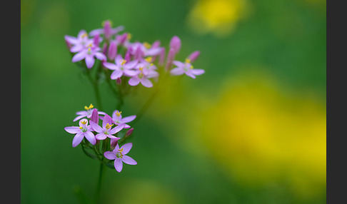 Echtes Tausendgüldenkraut (Centaurium erythraea)