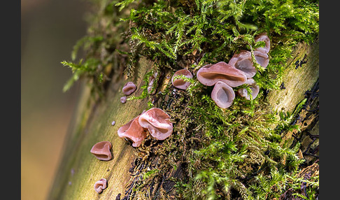 Judasohr (Auricularia auricula-judae)