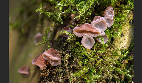 Judasohr (Auricularia auricula-judae)