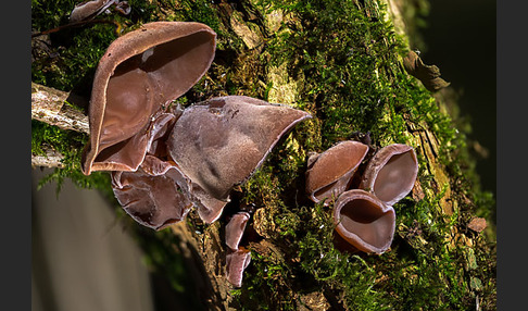 Judasohr (Auricularia auricula-judae)