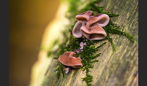 Judasohr (Auricularia auricula-judae)