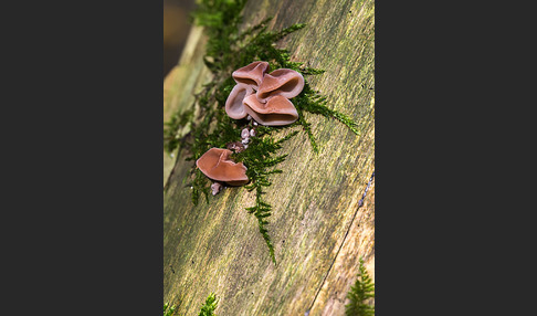 Judasohr (Auricularia auricula-judae)