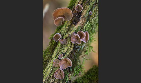 Judasohr (Auricularia auricula-judae)