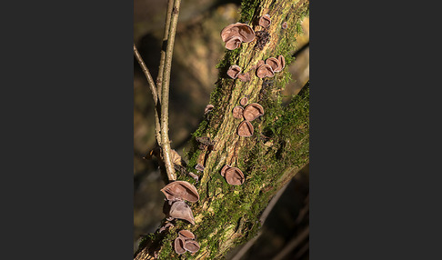 Judasohr (Auricularia auricula-judae)