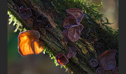 Judasohr (Auricularia auricula-judae)