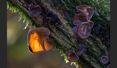 Judasohr (Auricularia auricula-judae)