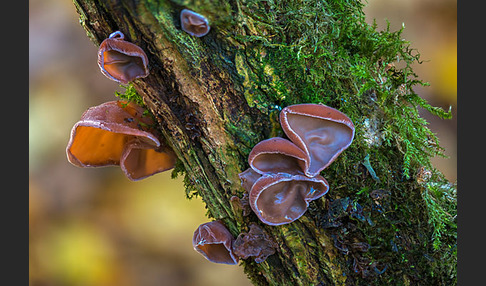 Judasohr (Auricularia auricula-judae)