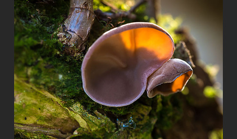 Judasohr (Auricularia auricula-judae)