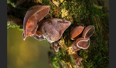 Judasohr (Auricularia auricula-judae)