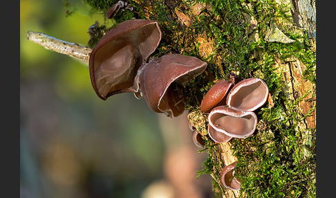 Judasohr (Auricularia auricula-judae)