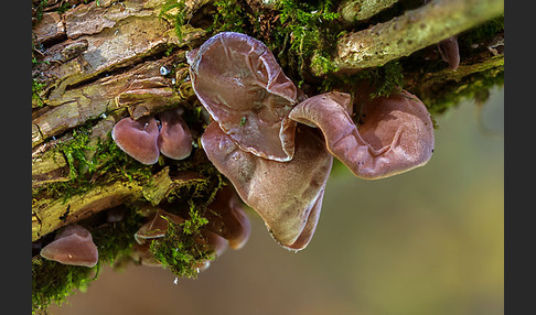 Judasohr (Auricularia auricula-judae)