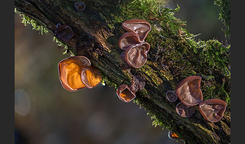 Judasohr (Auricularia auricula-judae)