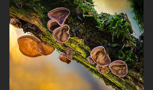 Judasohr (Auricularia auricula-judae)