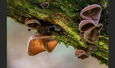 Judasohr (Auricularia auricula-judae)