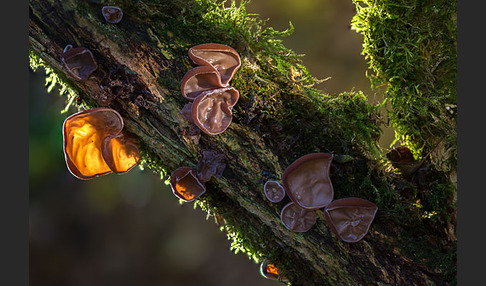 Judasohr (Auricularia auricula-judae)