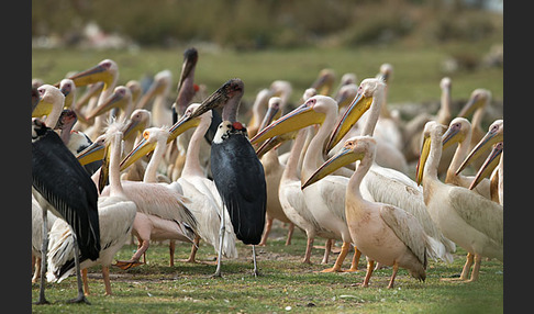 Marabu (Leptoptilos crumiferus)