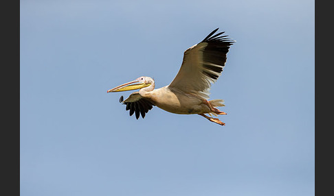 Rosapelikan (Pelecanus onocrotalus)