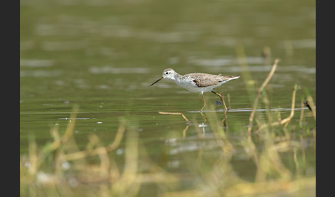 Teichwasserläufer (Tringa stagnatilis)