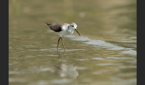 Teichwasserläufer (Tringa stagnatilis)