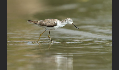 Teichwasserläufer (Tringa stagnatilis)