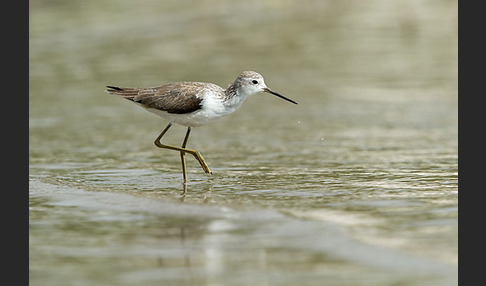 Teichwasserläufer (Tringa stagnatilis)