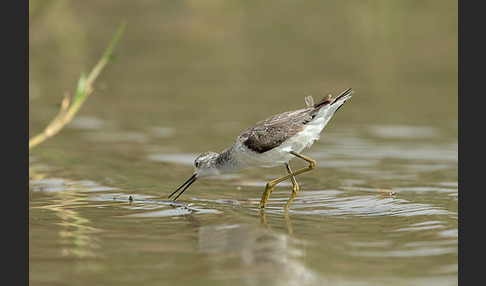 Teichwasserläufer (Tringa stagnatilis)