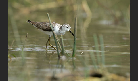 Teichwasserläufer (Tringa stagnatilis)