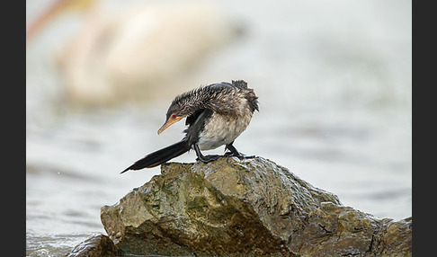 Riedscharbe (Phalacrocorax africanus)