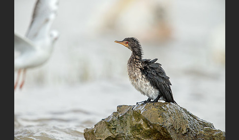 Riedscharbe (Phalacrocorax africanus)