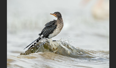 Riedscharbe (Phalacrocorax africanus)