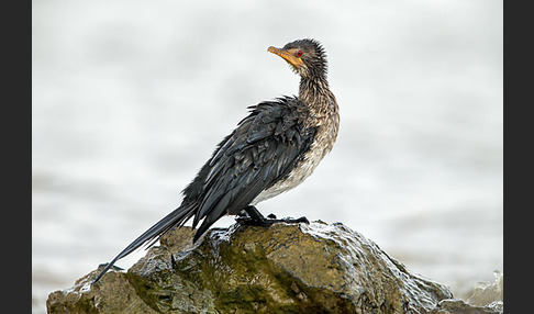 Riedscharbe (Phalacrocorax africanus)