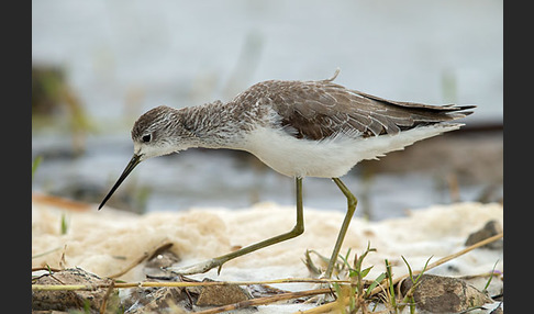 Teichwasserläufer (Tringa stagnatilis)