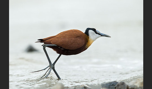 Blaustirn-Blatthühnchen (Actophilornis africanus)