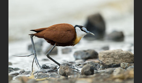 Blaustirn-Blatthühnchen (Actophilornis africanus)