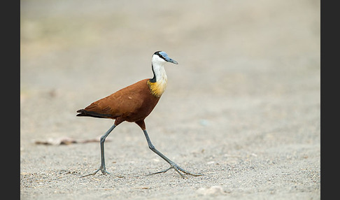 Blaustirn-Blatthühnchen (Actophilornis africanus)