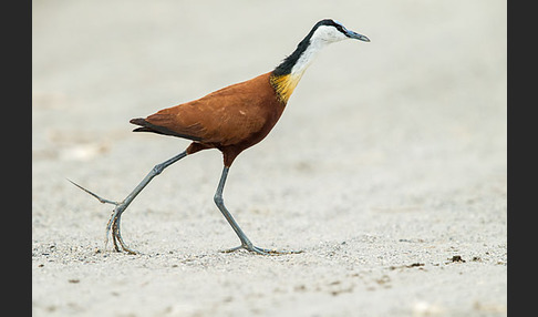 Blaustirn-Blatthühnchen (Actophilornis africanus)