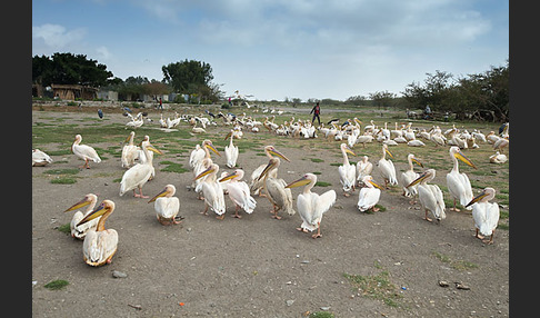 Marabu (Leptoptilos crumiferus)