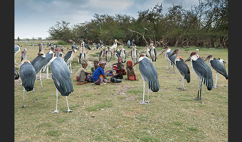 Marabu (Leptoptilos crumiferus)