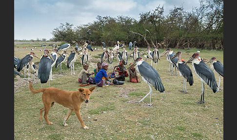 Haushund (Canis lupus familiaris)