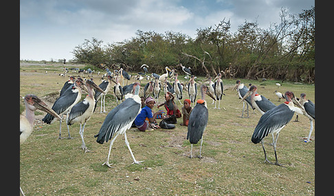 Marabu (Leptoptilos crumiferus)