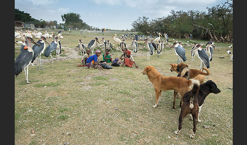 Haushund (Canis lupus familiaris)