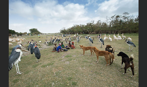 Haushund (Canis lupus familiaris)