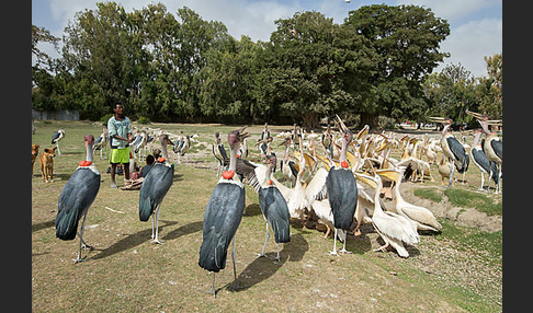 Marabu (Leptoptilos crumiferus)