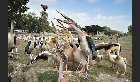 Marabu (Leptoptilos crumiferus)